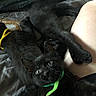 black_cat, kitten, collar, yellow_collar, green_collar, pet, animal, cute, feline, sleeping, resting, blanket, leg, indoor, domestic_animal, fur, whiskers, paw, young_animal, curious
