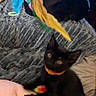 Nyxxlunabinxlilith joined the competition — help win amazing prizes! animal, black_cat, blanket, cat, closeup, colorful, couch, cozy, feather_toy, furry, home, indoor, kitten, lying_down, orange_collar, paws, pet, playful, sitting, toy