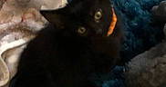 Nyxxlunabinxlilith is registered to the contest to win money with this photo: animal, bedding, black_cat, blanket, blue_blanket, cat, closeup, collar, cozy, dark_fur, feline, home, indoors, lying_down, orange_collar, pet, portrait, resting, whiskers, yellow_eyes