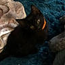animal, bedding, black_cat, blanket, blue_blanket, cat, closeup, collar, cozy, dark_fur, feline, home, indoors, lying_down, orange_collar, pet, portrait, resting, whiskers, yellow_eyes