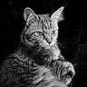 animal, black_and_white, cat, close_up, cute, detailed, domestic_animal, ears, eyes, feline, fur, indoor, mammal, pet, portrait, quiet, relaxed, resting, texture, whiskers