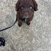 Chandler is registered to the contest to win money with this photo: puppy, dog, brown, leash, concrete, outdoor, pet, cute, fur, blue_eyes, looking_up, collar, young, animal, canine, friendly, domestic_animal, adorable, waiting, small