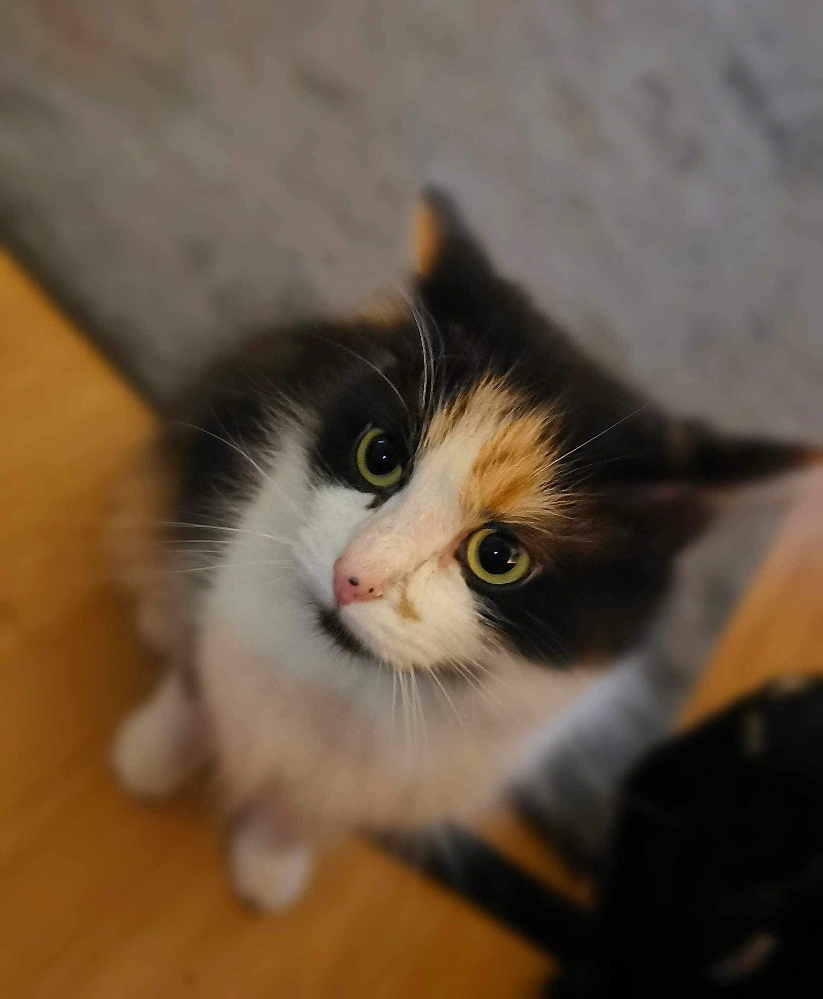 Suki