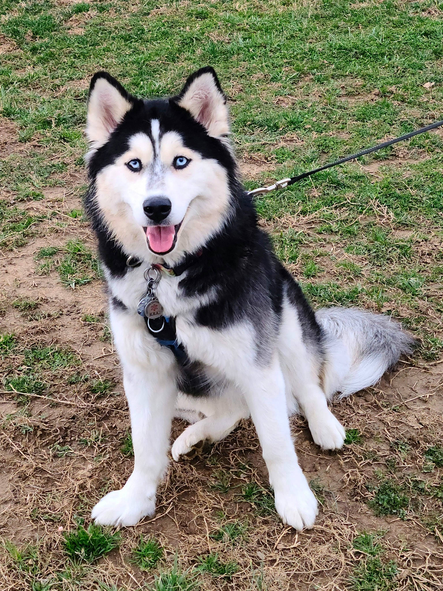 Sheeka joined the competition — help win amazing prizes! ancient_dog_breeds, canidae, carnivore, collar, companion_dog, dog, dog_breed, fur, grass, non_sporting_group, pet_supply, siberian_husky, sled_dog, sporting_group, working_animal, working_dog