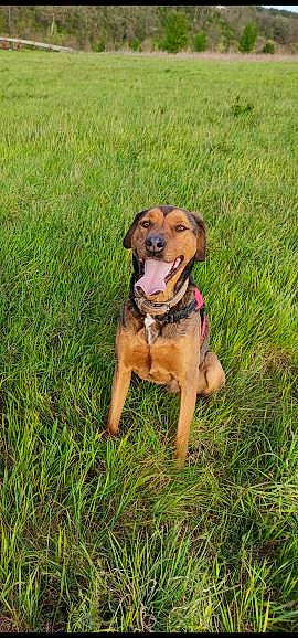 Octave participe au concours pour gagner de l'argent avec cette photo : canidae, carnivore, collar, companion_dog, dog, dog_breed, dog_collar, fawn, grass, grassland, hound, plant, prairie, scent_hound, snout, sporting_group, tail, terrestrial_animal, working_animal, working_dog