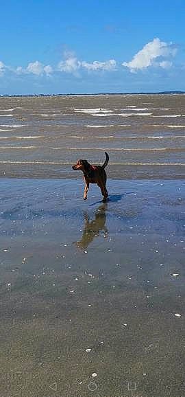 Octave a rejoint le concours — aidez-le/la à gagner de superbes lots ! beach, body_of_water, canidae, carnivore, cloud, coast, dog, dog_breed, fawn, fun, horizon, liquid, ocean, sand, shore, sky, sporting_group, water, wave, wind_wave