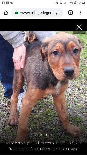 Octave participe au concours pour gagner de l'argent avec cette photo : canidae, carnivore, companion_dog, dog, dog_breed, fawn, grass, happy, hunting_dog, liver, livestock, photo_caption, plant, shorts, snout, soil, sporting_group, terrestrial_animal, wildlife, working_animal