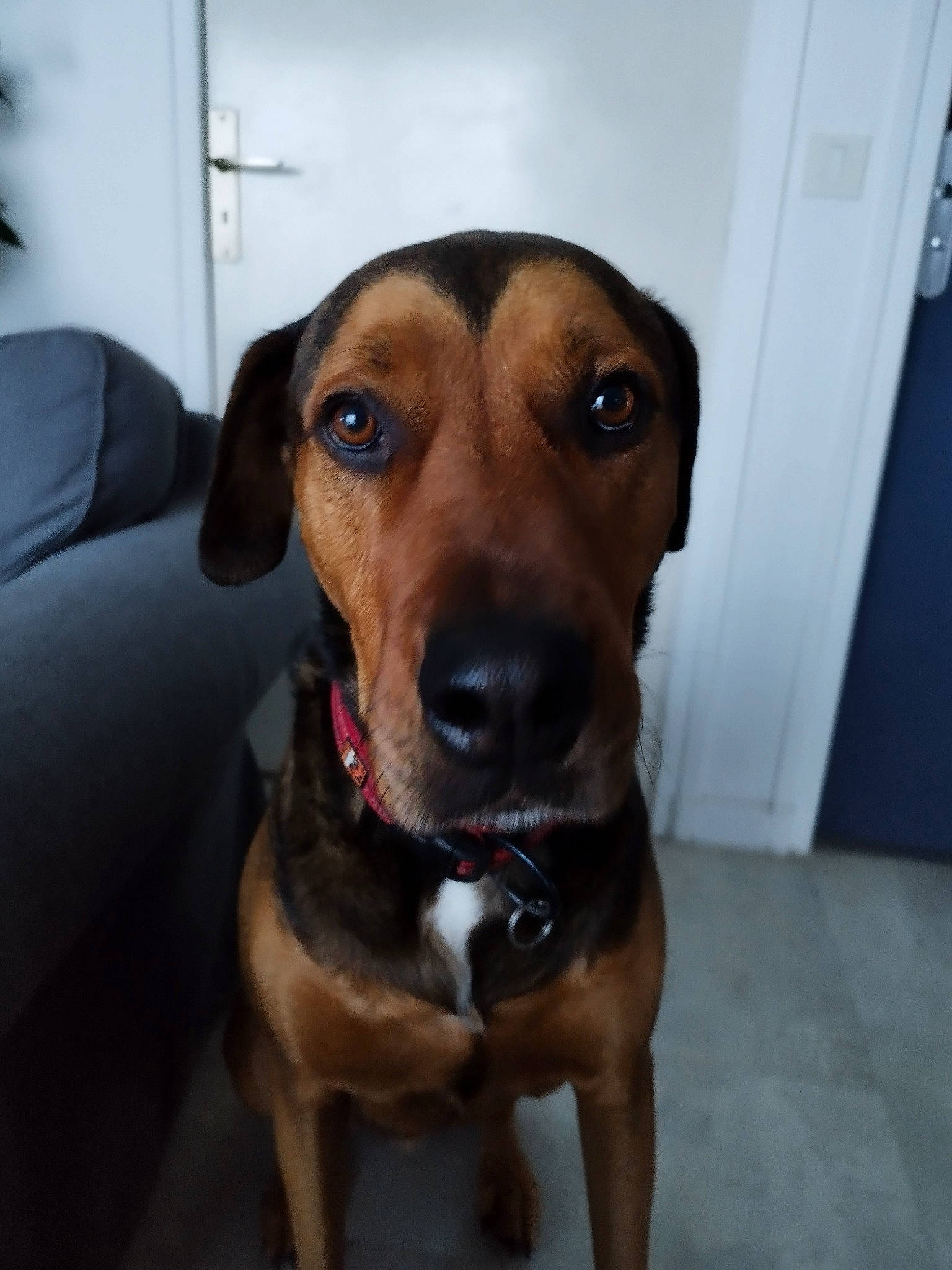 Octave participe au concours pour gagner de l'argent avec cette photo : carnivore, collar, companion_dog, dog, dog_breed, dog_collar, door, fawn, flooring, fur, guard_dog, hound, hunting_dog, liver, pet_supply, sporting_group, whiskers, working_animal, working_dog