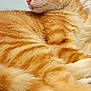 animal, blanket, cat, closeup, cozy, cute, domestic_animal, ears, feline, fur, indoor, mammal, orange_tabby, pet, relaxed, resting, side_view, soft, striped, whiskers