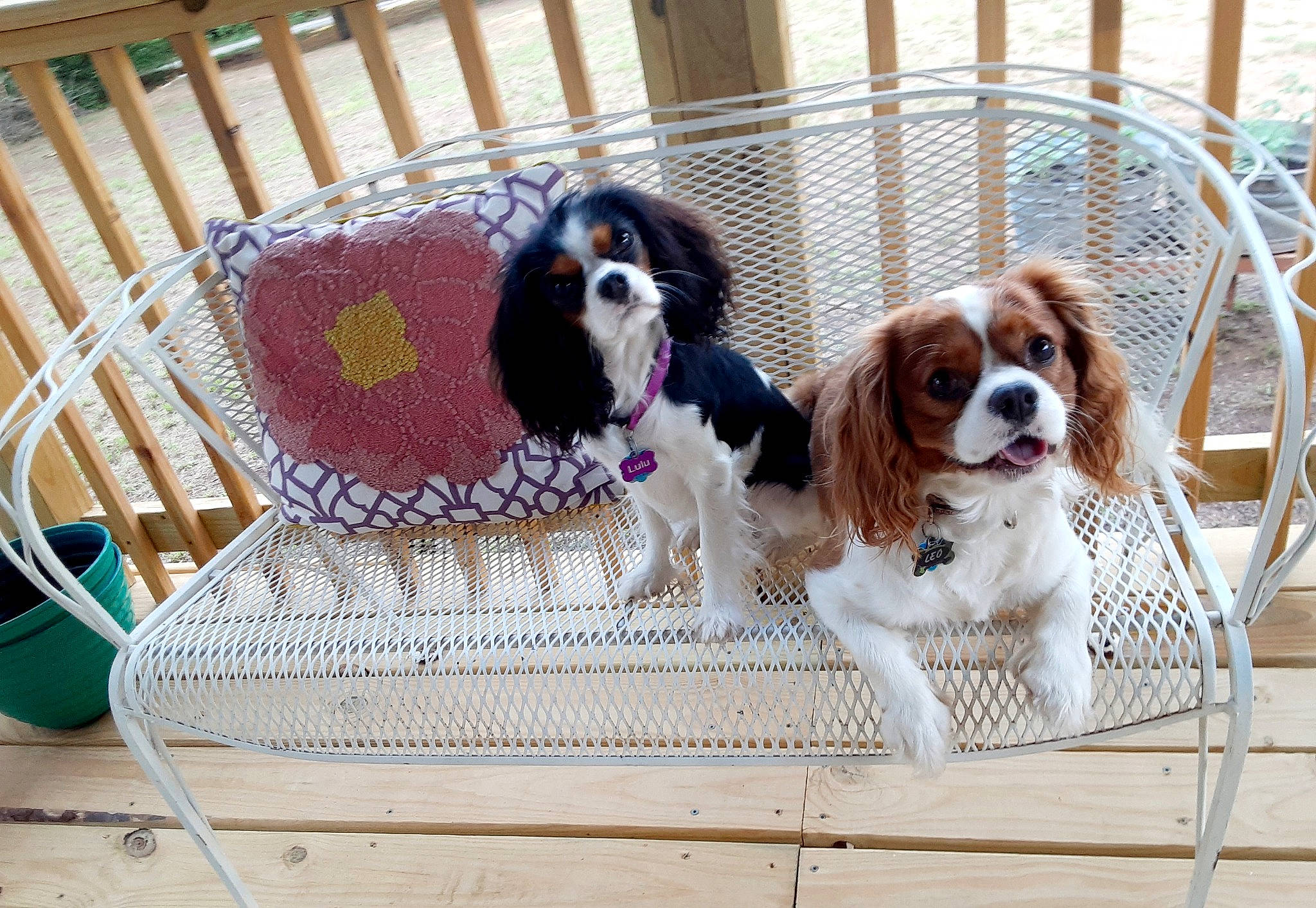 Sir Donald Leo Paul is registered to the contest to win money with this photo: canidae, carnivore, cavalier_king_charles_spaniel, chair, companion_dog, dog, dog_breed, dog_supply, door, fawn, fence, gun_dog, king_charles_spaniel, liver, outdoor_furniture, pattern, spaniel, sporting_group, toy_dog, working_animal