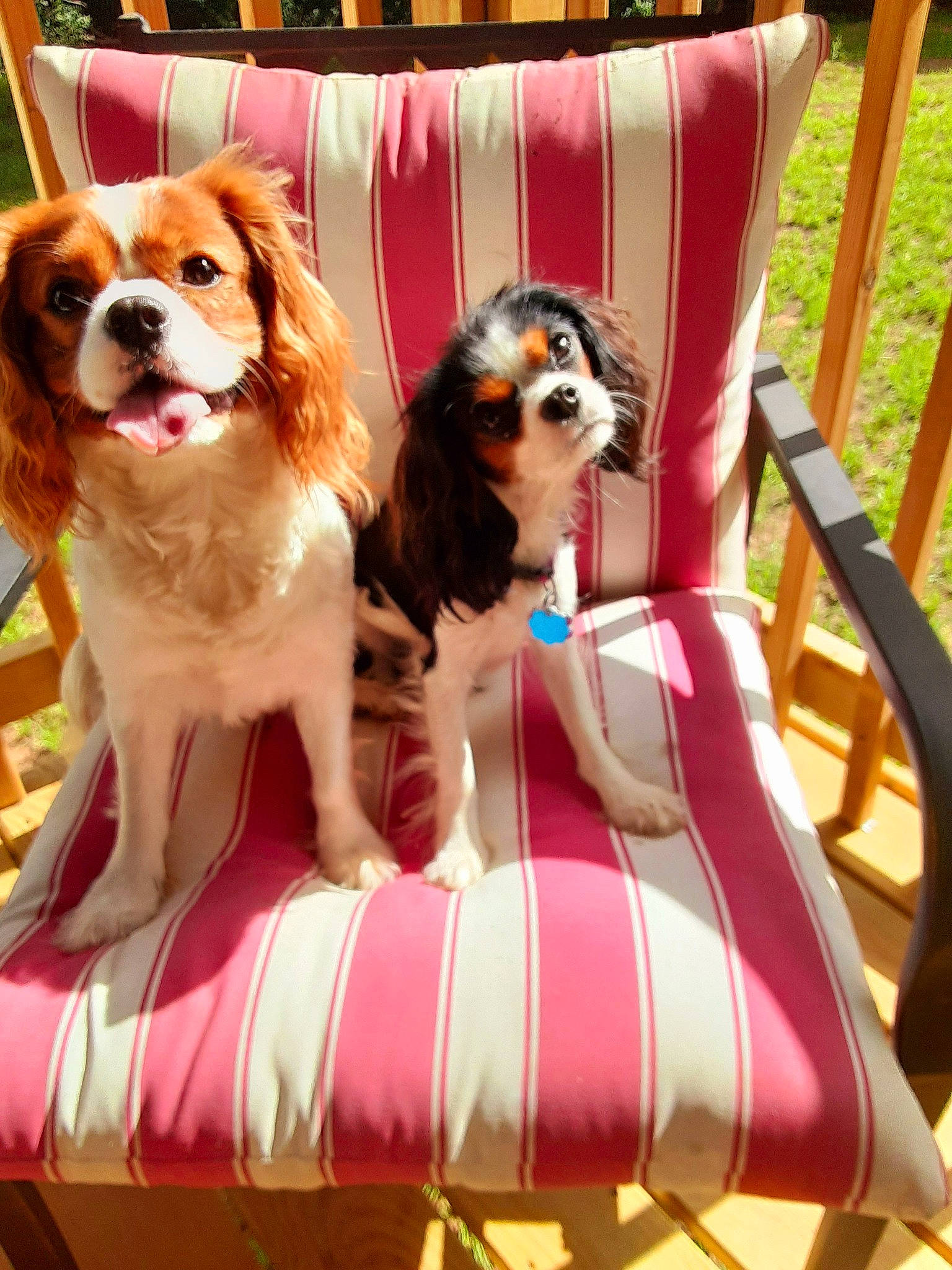 Sir Donald Leo Paul joined the competition — help win amazing prizes! canidae, carnivore, cavalier_king_charles_spaniel, chair, collar, companion_dog, dog, dog_breed, dog_supply, fawn, king_charles_spaniel, leisure, liver, magenta, outdoor_furniture, pet_supply, recreation, sporting_group, toy, toy_dog
