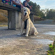 Valdès participe au concours pour gagner de l'argent avec cette photo : bench, calm, casual_clothing, concrete, daylight, dog, golden_retriever, grass, leash, man, nature, outdoor, path, people, relaxing, sitting, sky, trees, wet_dog, woman