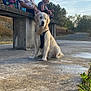 bench, calm, casual_clothing, concrete, daylight, dog, golden_retriever, grass, leash, man, nature, outdoor, path, people, relaxing, sitting, sky, trees, wet_dog, woman