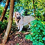 Valdès a rejoint le concours — aidez-le/la à gagner de superbes lots ! animal, ball, canine, daylight, dog, forest, fur, golden_retriever, grass, greenery, harness, leaf, mammal, nature, outdoor, pet, playful, sunlight, tree, woodland