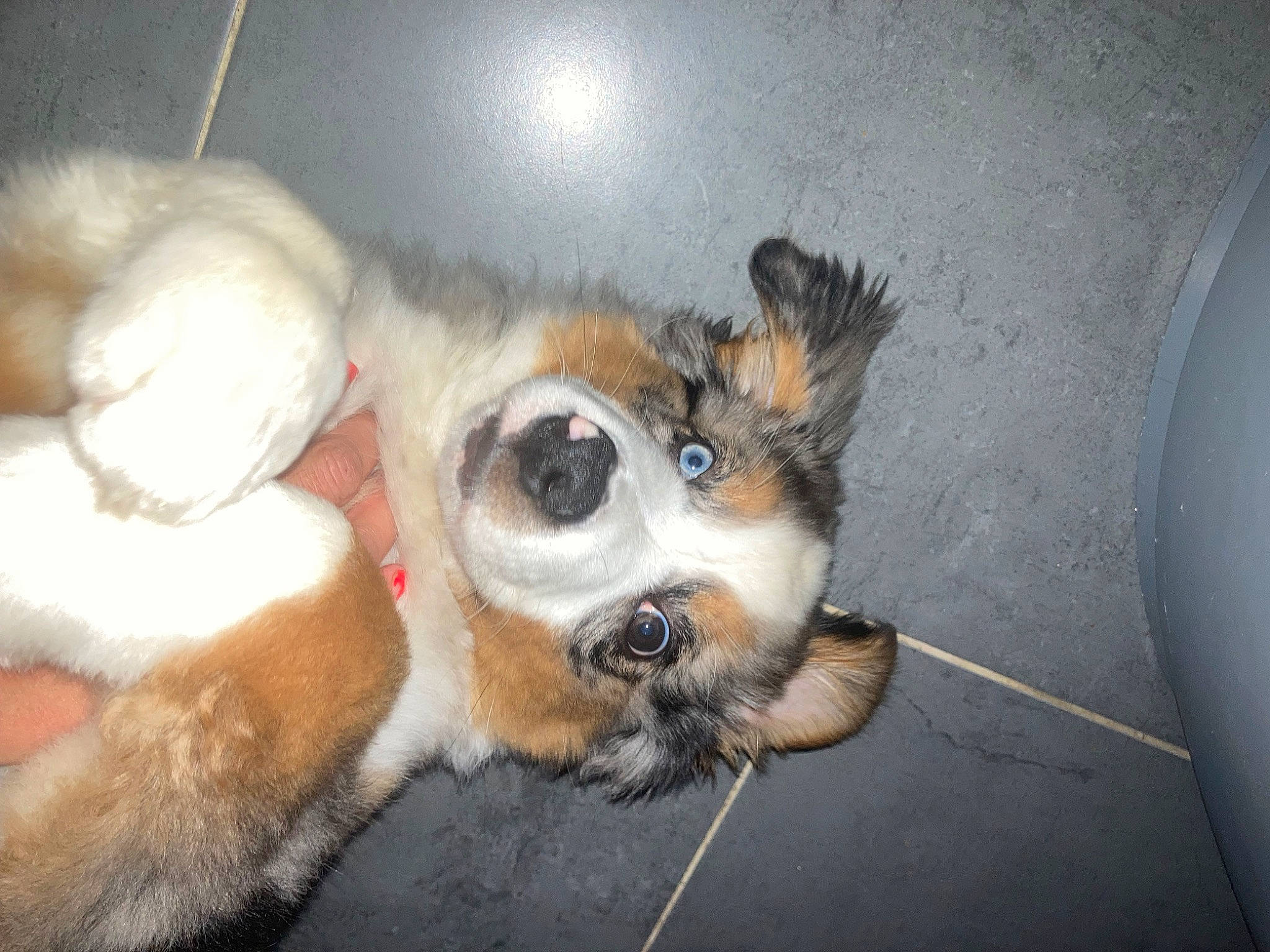 Tanza participe au concours pour gagner de l'argent avec cette photo : canidae, carnivore, claw, comfort, companion_dog, dog, dog_breed, dog_supply, fawn, felidae, fur, paw, small_to_medium_sized_cats, snout, sporting_group, sports_equipment, tail, terrestrial_animal, whiskers, working_animal