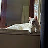 Smockey is registered to the contest to win money with this photo: cat, curtain, ear, feline, fur, home_interior, indoor, lounging, mirror, molding, paw, pet, resting, sunlight, tree_outside, white_cat, window, window_frame, windowsill, wooden_frame
