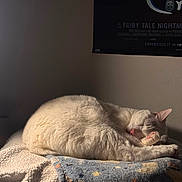Smockey joined the competition — help win amazing prizes! bedroom, blanket, blanket_texture, cat, closeup, cozy, curled_up, fleece, fur, indoor, nap, paw, pet, pink_nose, poster, relaxed, sleeping_cat, soft_light, wall, white_cat