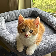 Boots joined the competition — help win amazing prizes! kitten, cat, orange, white, fur, cat_tree, indoor, window, natural_light, pet, animal, cute, curious, cozy, soft, feline, looking, young, resting, paw