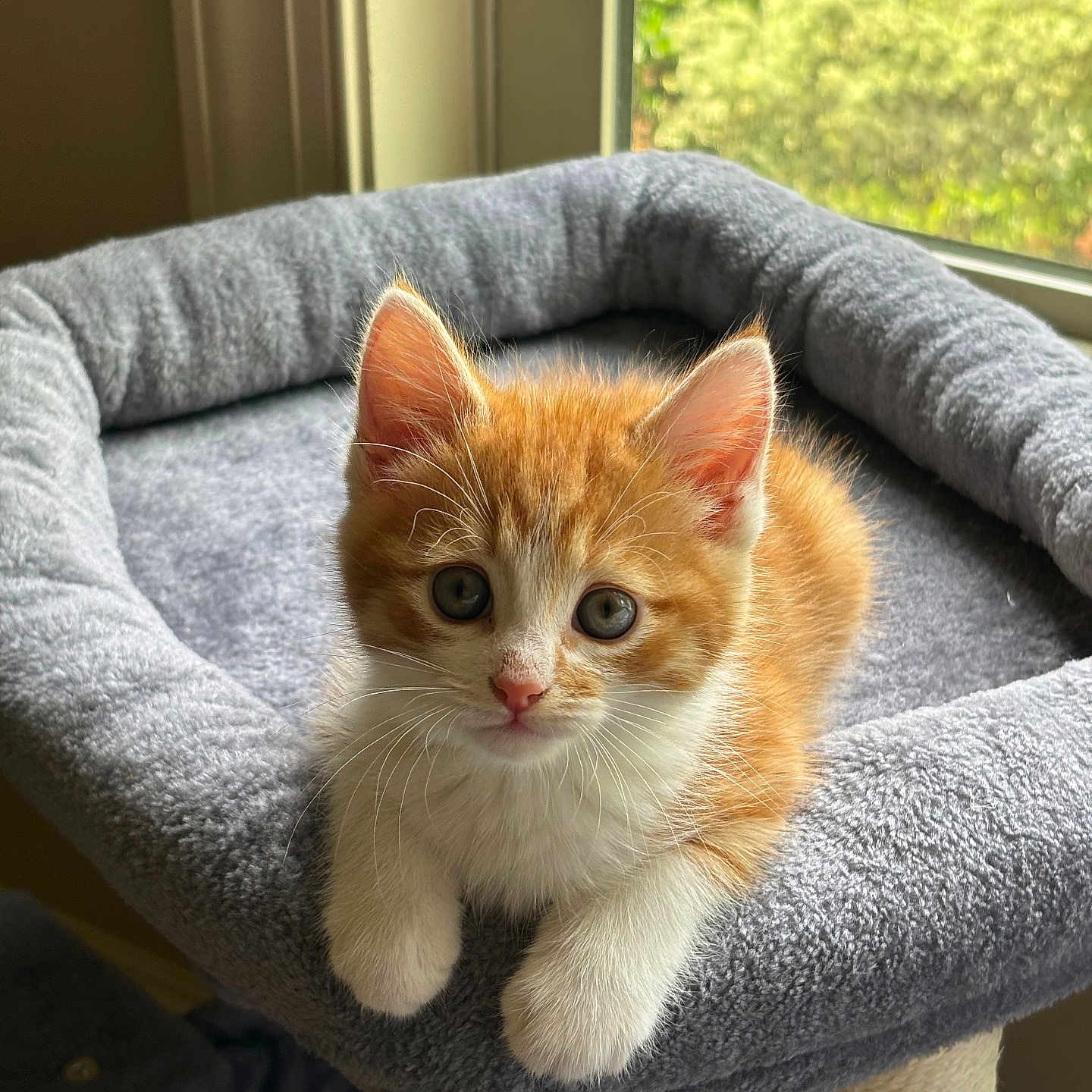 Boots joined the competition — help win amazing prizes! kitten, cat, orange, white, fur, cat_tree, indoor, window, natural_light, pet, animal, cute, curious, cozy, soft, feline, looking, young, resting, paw