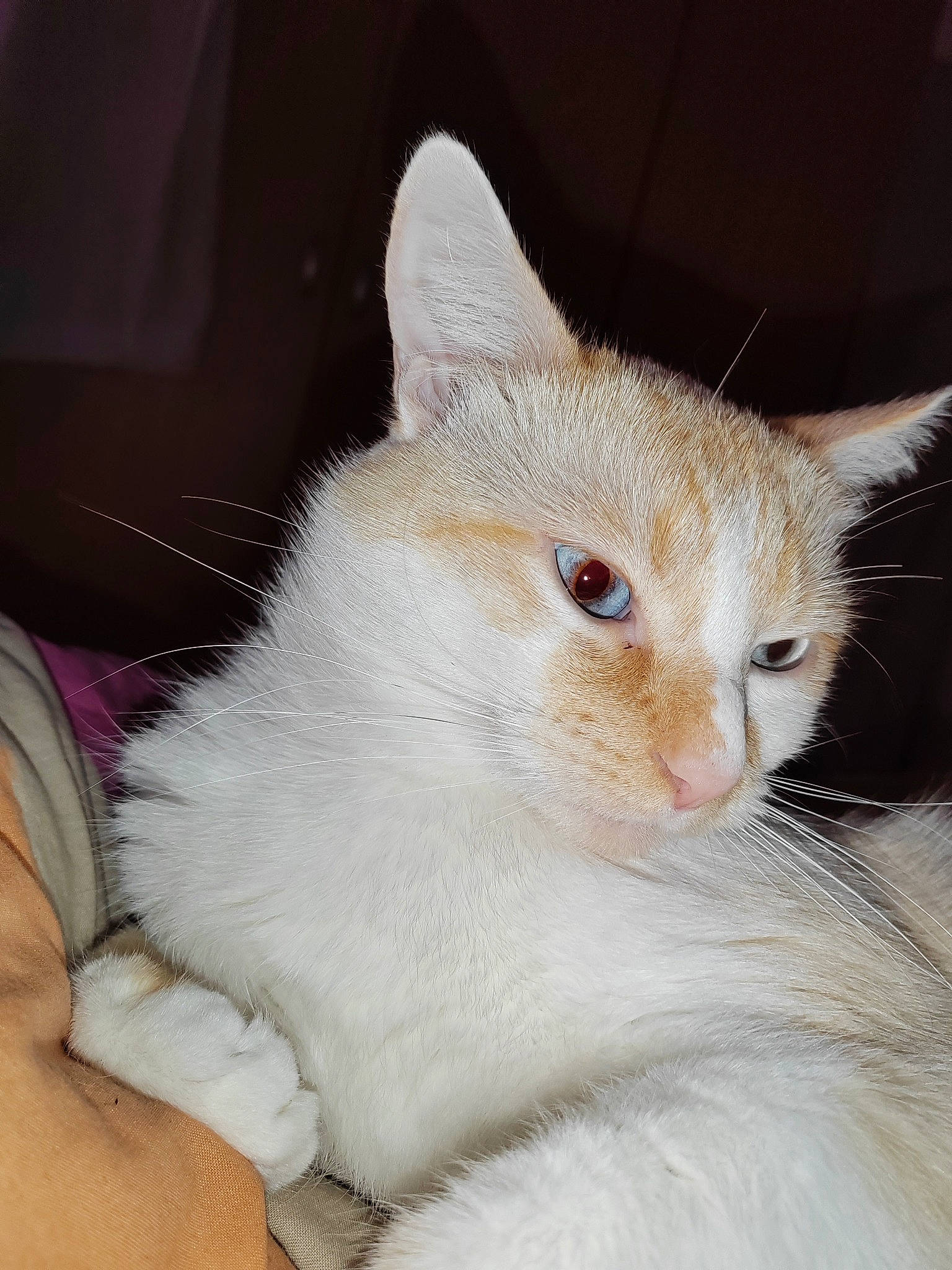 Chopin a rejoint le concours — aidez-le/la à gagner de superbes lots ! carnivore, cat, claw, comfort, domestic_short_haired_cat, ear, eyelash, fawn, felidae, fur, paw, small_to_medium_sized_cats, snout, tail, whiskers, window