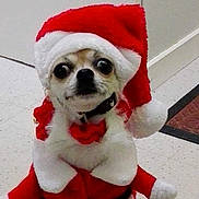 Jade a rejoint le concours — aidez-le/la à gagner de superbes lots ! dog, chihuahua, costume, santa_hat, holiday, pet, animal, indoor, floor, wide_eyes, cute, festive, red, white, collar, small_dog, portrait, christmas, expression, fur