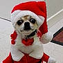 dog, chihuahua, costume, santa_hat, holiday, pet, animal, indoor, floor, wide_eyes, cute, festive, red, white, collar, small_dog, portrait, christmas, expression, fur