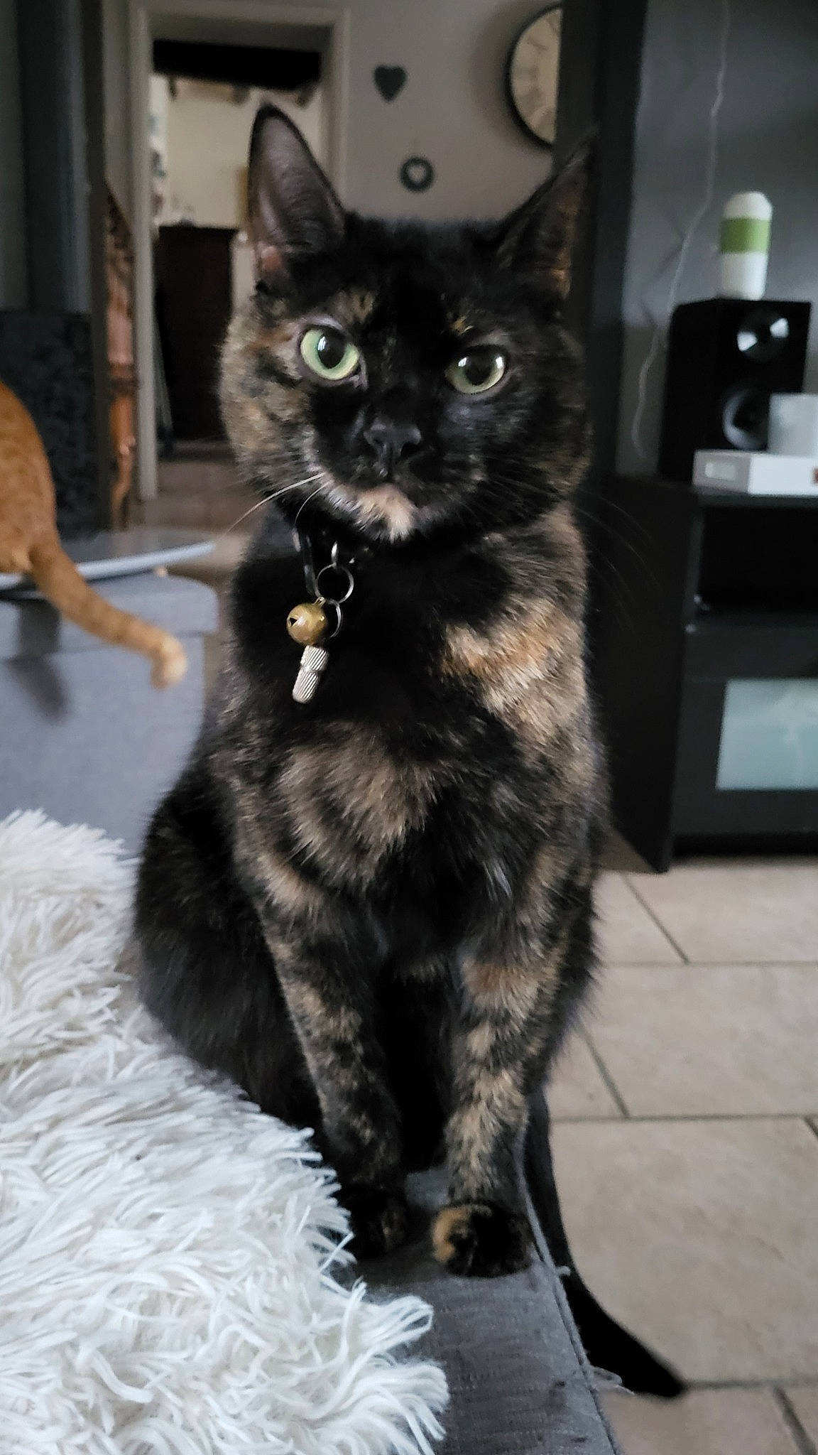 Lexye a rejoint le concours — aidez-le/la à gagner de superbes lots ! black_cat, carnivore, cat, cat_furniture, cat_supply, claw, comfort, domestic_short_haired_cat, felidae, fur, paw, sitting, small_to_medium_sized_cats, snout, tail, terrestrial_animal, whiskers