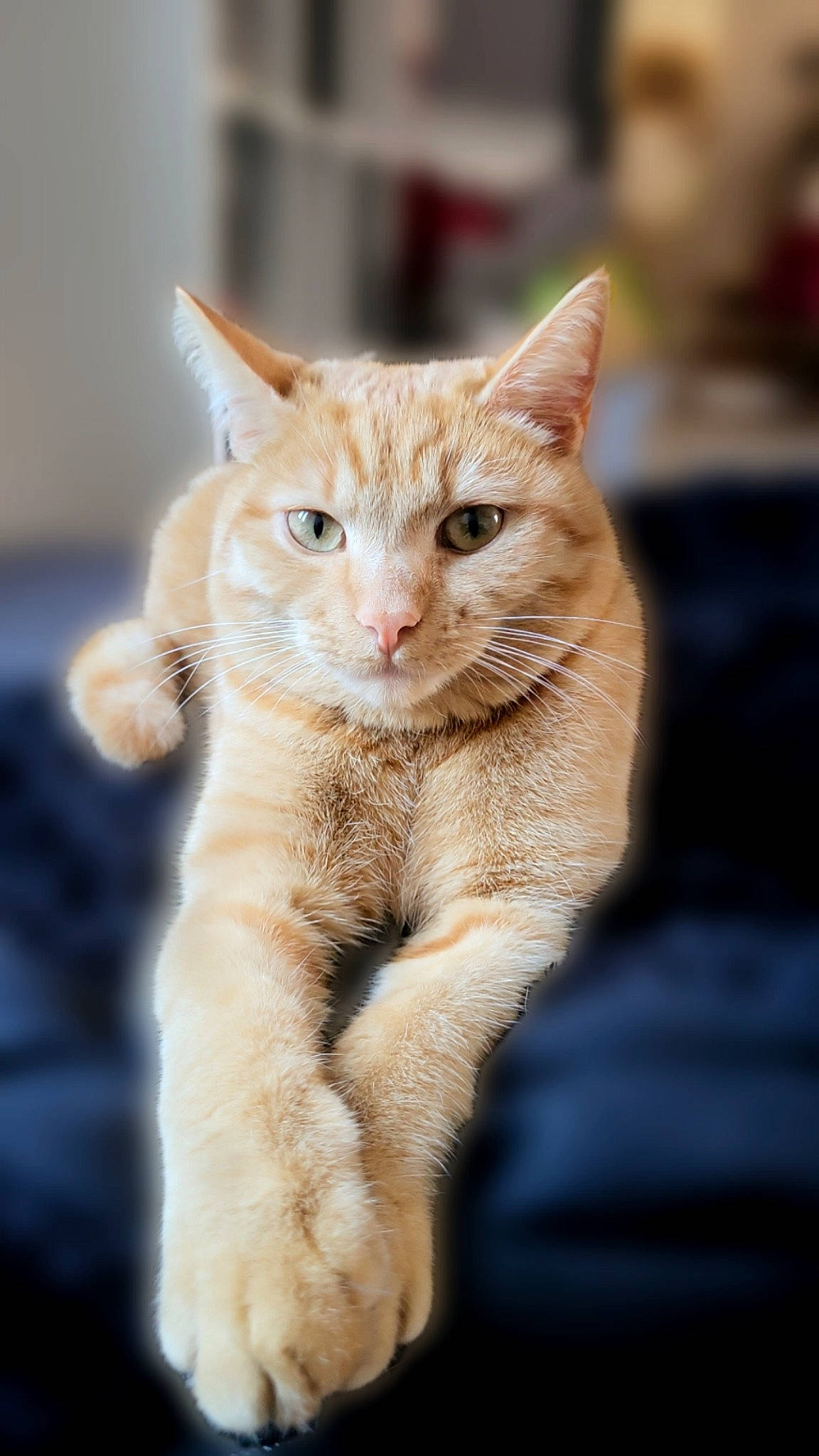 Spicy a rejoint le concours — aidez-le/la à gagner de superbes lots ! carnivore, cat, claw, domestic_short_haired_cat, fawn, felidae, fur, gesture, paw, sitting, small_to_medium_sized_cats, snout, tail, terrestrial_animal, whiskers, wildlife, window