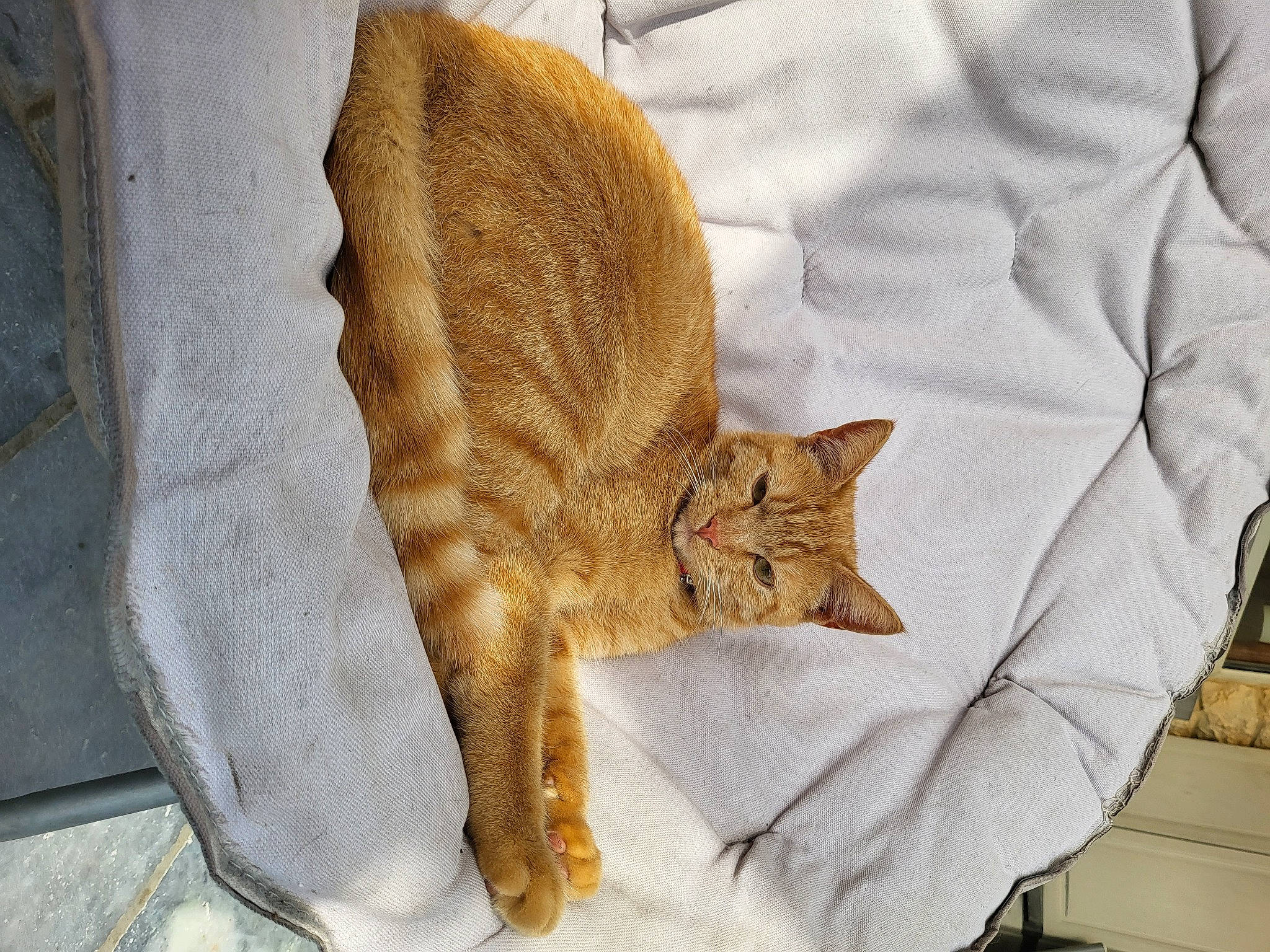 Spicy a rejoint le concours — aidez-le/la à gagner de superbes lots ! carnivore, cat, claw, comfort, domestic_short_haired_cat, eye, fawn, felidae, fur, linens, pattern, paw, sleeve, small_to_medium_sized_cats, snout, tail, terrestrial_animal, whiskers, wood, wrinkle