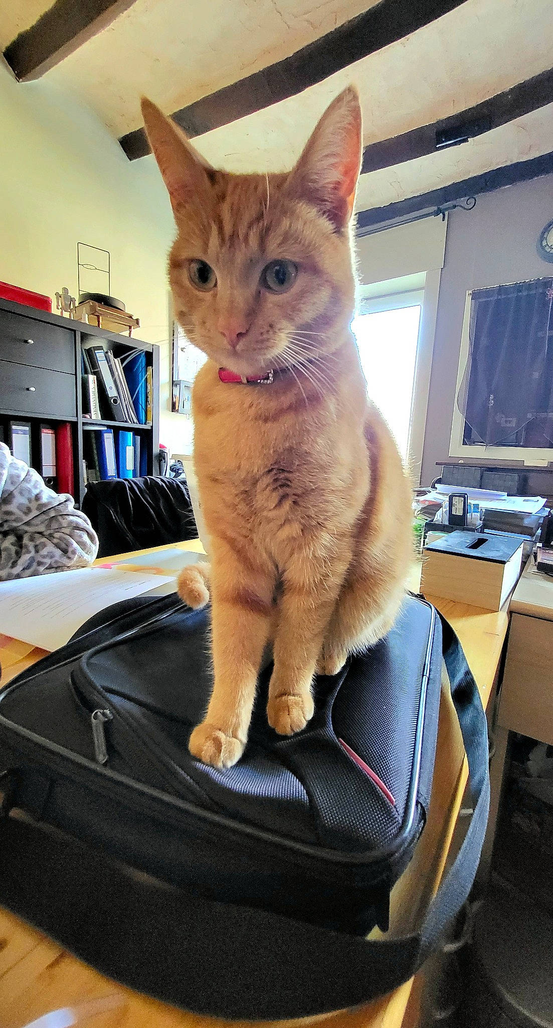 Spicy participe au concours pour gagner de l'argent avec cette photo : bag, bookcase, carnivore, cat, collar, comfort, domestic_short_haired_cat, eye, fawn, felidae, fur, gesture, pet_supply, shelf, sitting, small_to_medium_sized_cats, snout, tail, whiskers, window