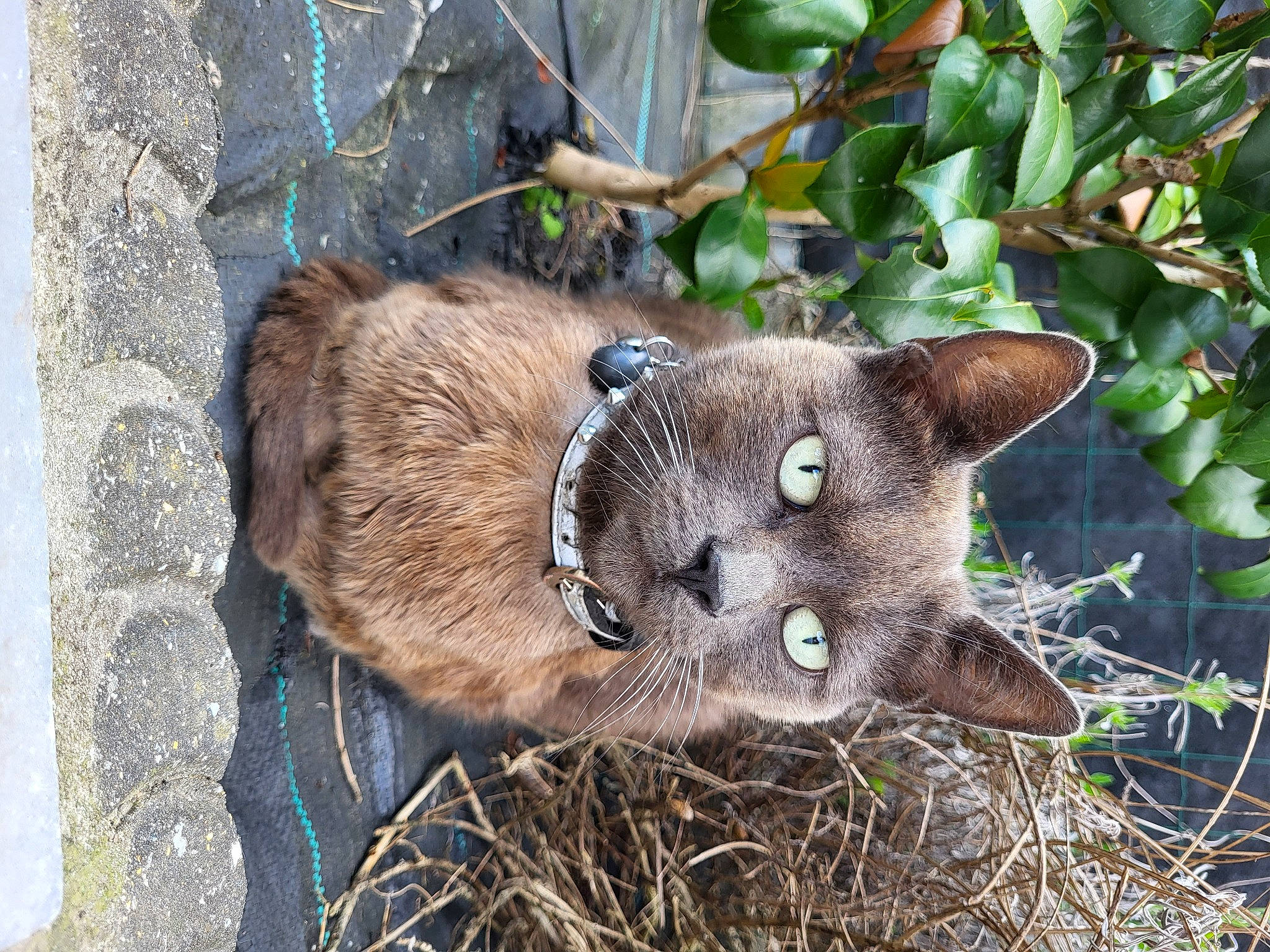 Woody a rejoint le concours — aidez-le/la à gagner de superbes lots ! carnivore, cat, domestic_short_haired_cat, fawn, felidae, fur, grass, groundcover, plant, russian_blue, small_to_medium_sized_cats, snout, terrestrial_animal, terrestrial_plant, tree, trunk, twig, whiskers, wildlife, wood