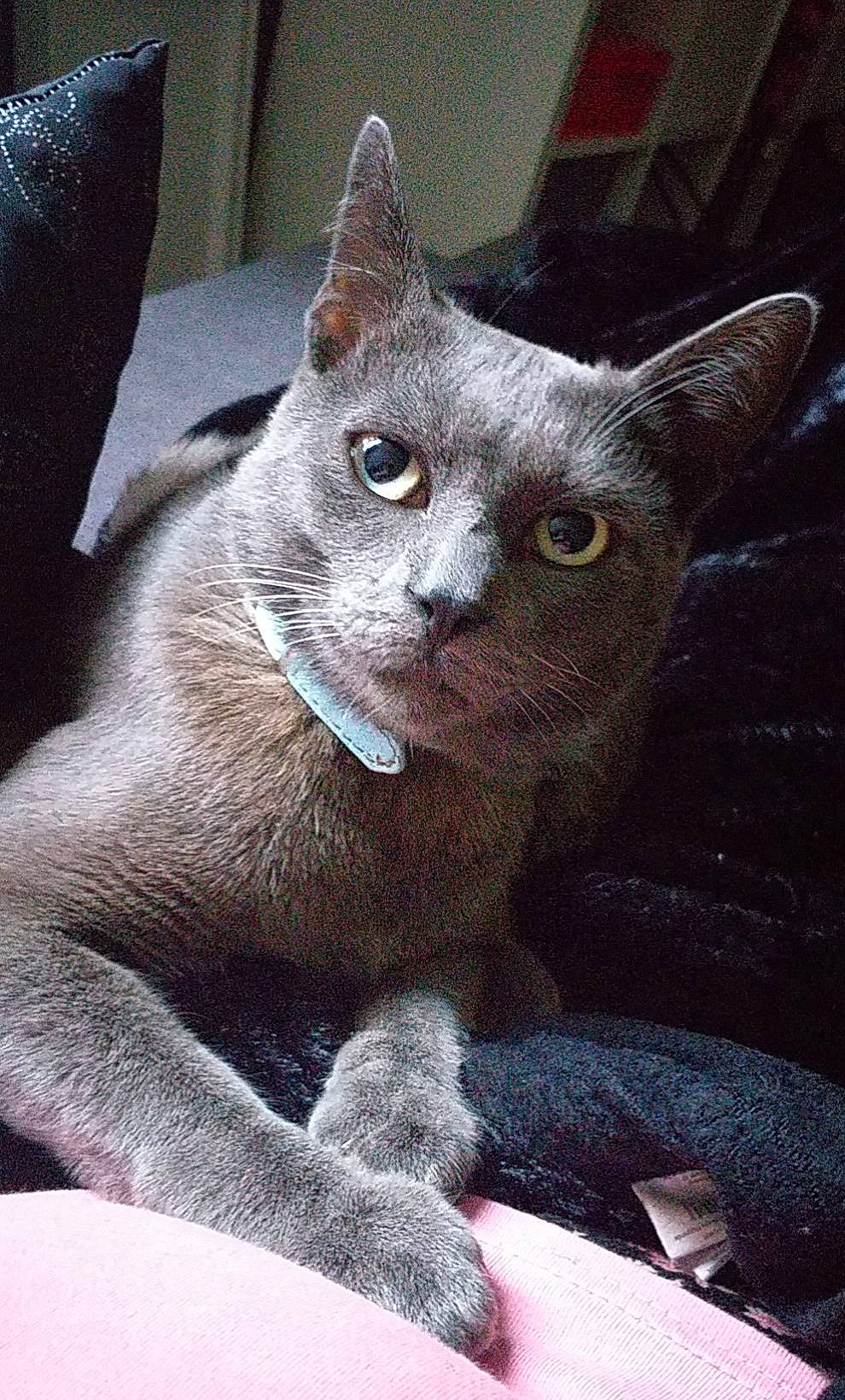 Woody participe au concours pour gagner de l&#x27;argent avec cette photo : carnivore, cat, cat_supply, claw, domestic_short_haired_cat, felidae, fur, grey, russian_blue, small_to_medium_sized_cats, snout, whiskers, window