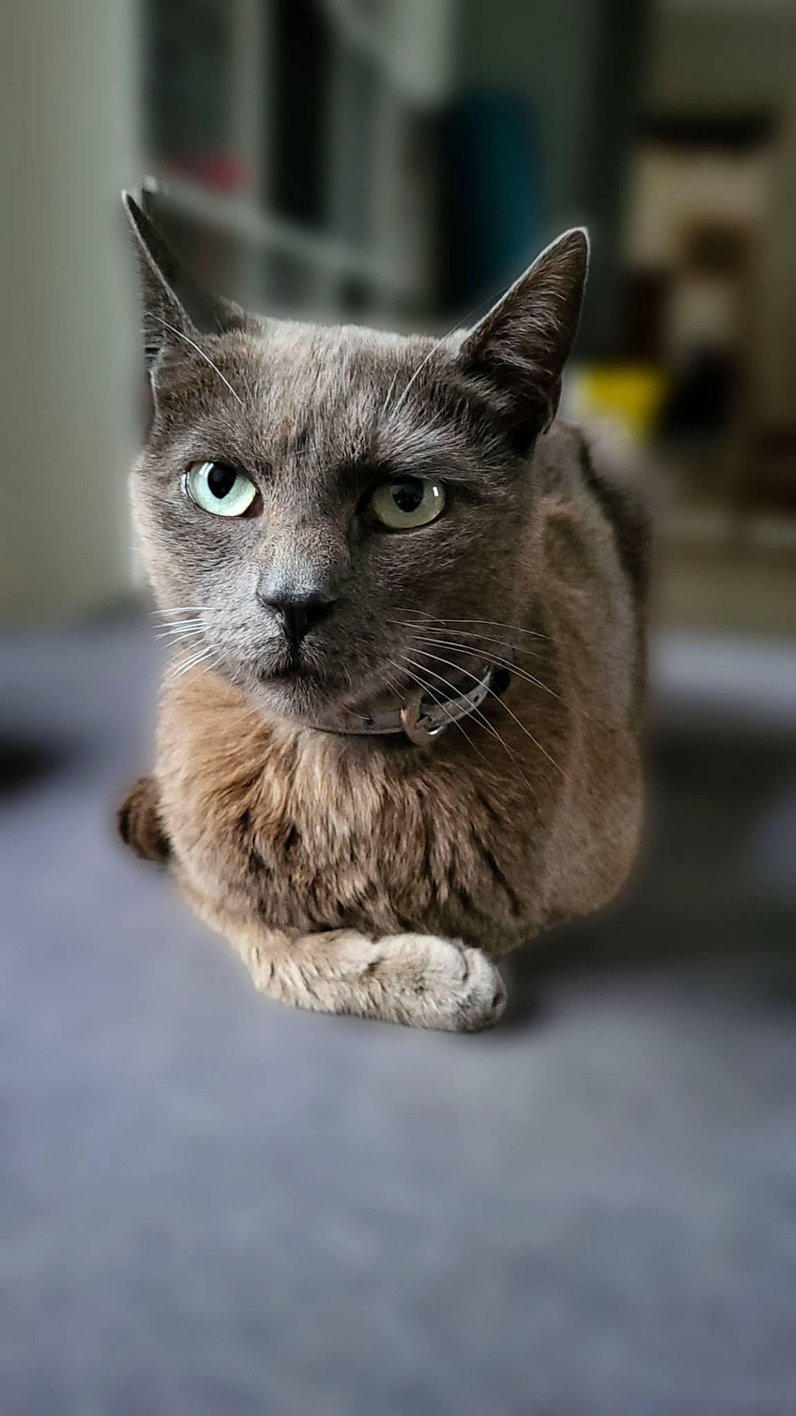 Woody a rejoint le concours — aidez-le/la à gagner de superbes lots ! carnivore, cat, chartreux, domestic_short_haired_cat, felidae, fur, grey, russian_blue, small_to_medium_sized_cats, snout, terrestrial_animal, whiskers, window