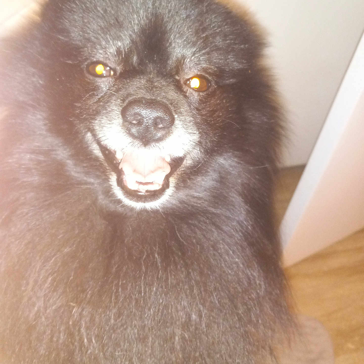 Twinkle Toes Pacheco