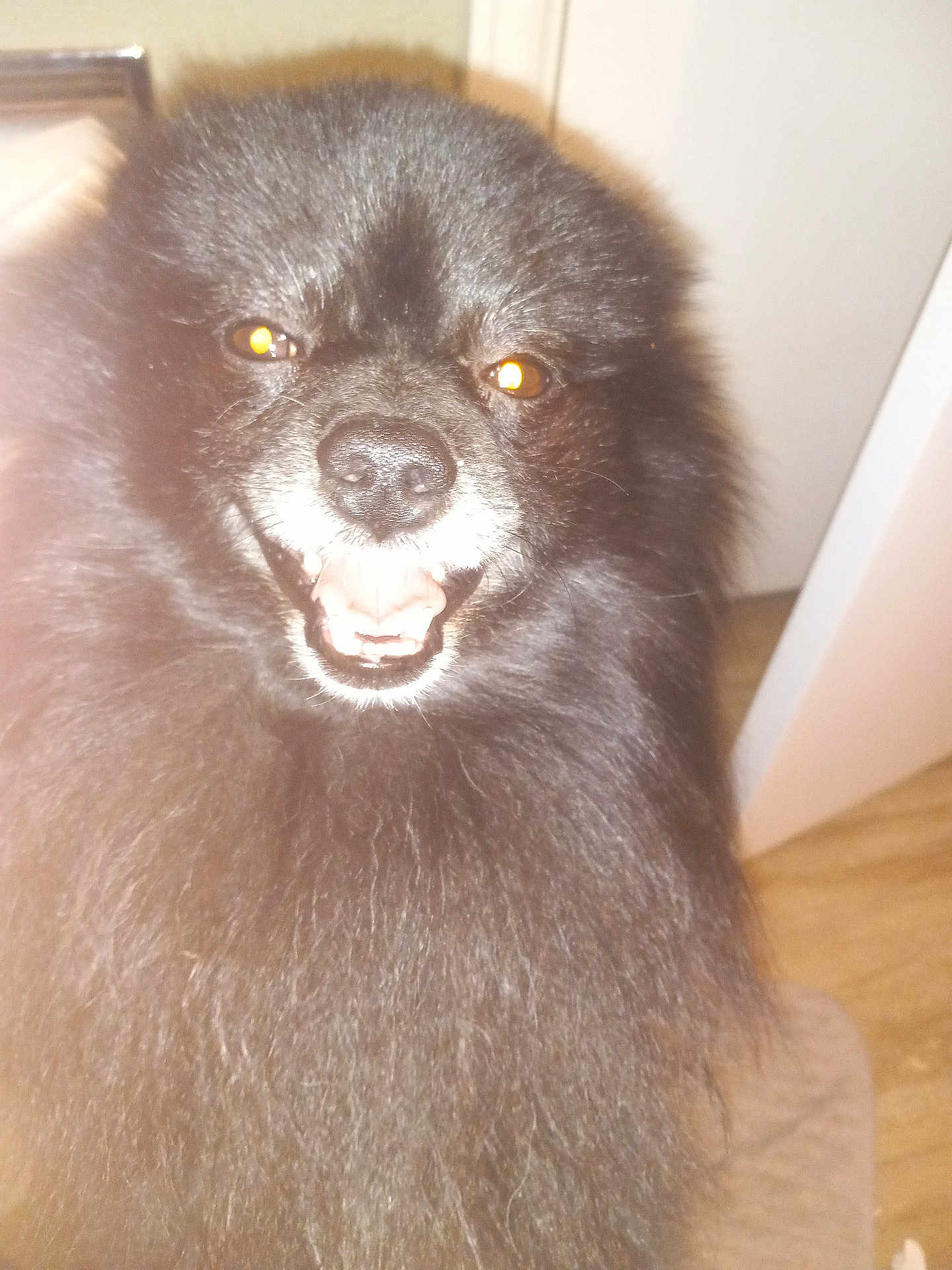 Twinkle Toes Pacheco