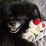 Peek-At-chu is registered to the contest to win money with this photo: dog, black_dog, fluffy, pet, smiling, toy, stuffed_animal, red_ears, bed, blanket, cute, closeup, animal, fur, lying_down, happy, domestic_animal, face, paw, relaxed