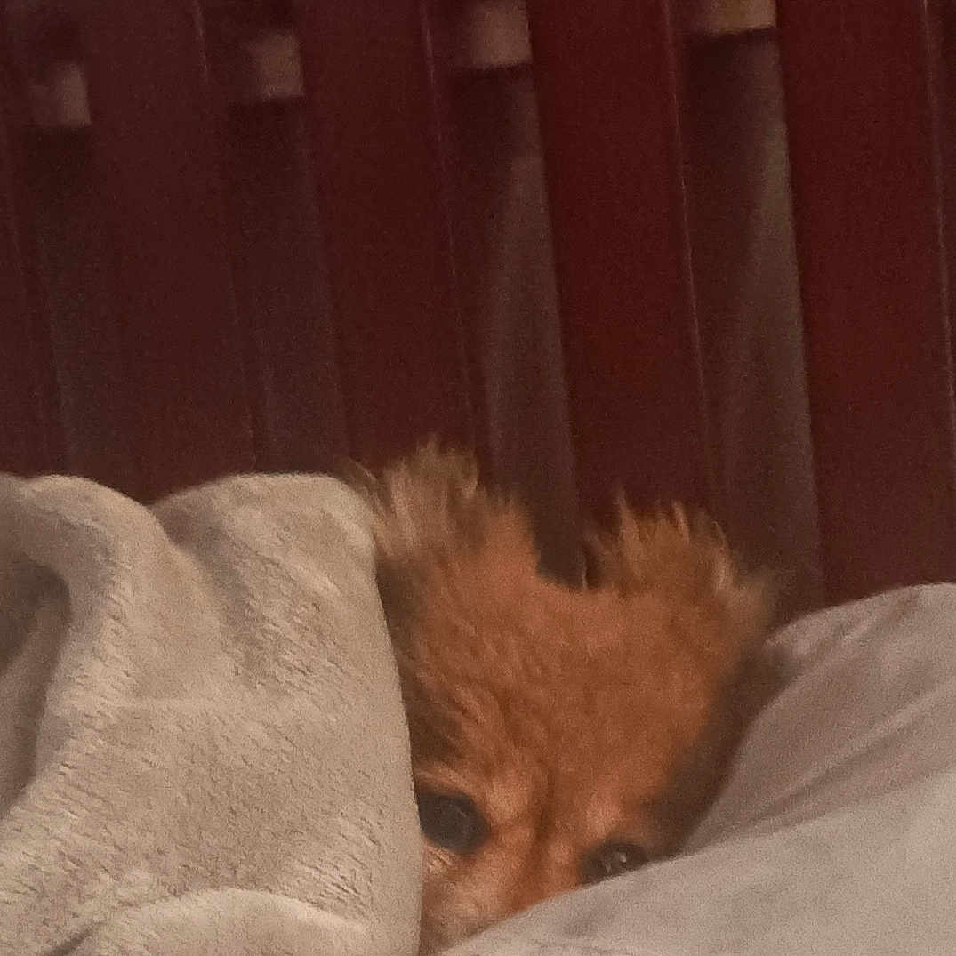 Peek-At-chu joined the competition — help win amazing prizes! animal, bed, blanket, cozy, cute, dog, ears, face, fur, fur_color_brown, hide, indoor, peeking, pet, resting, sleepy, small_dog, snuggled, soft, warm