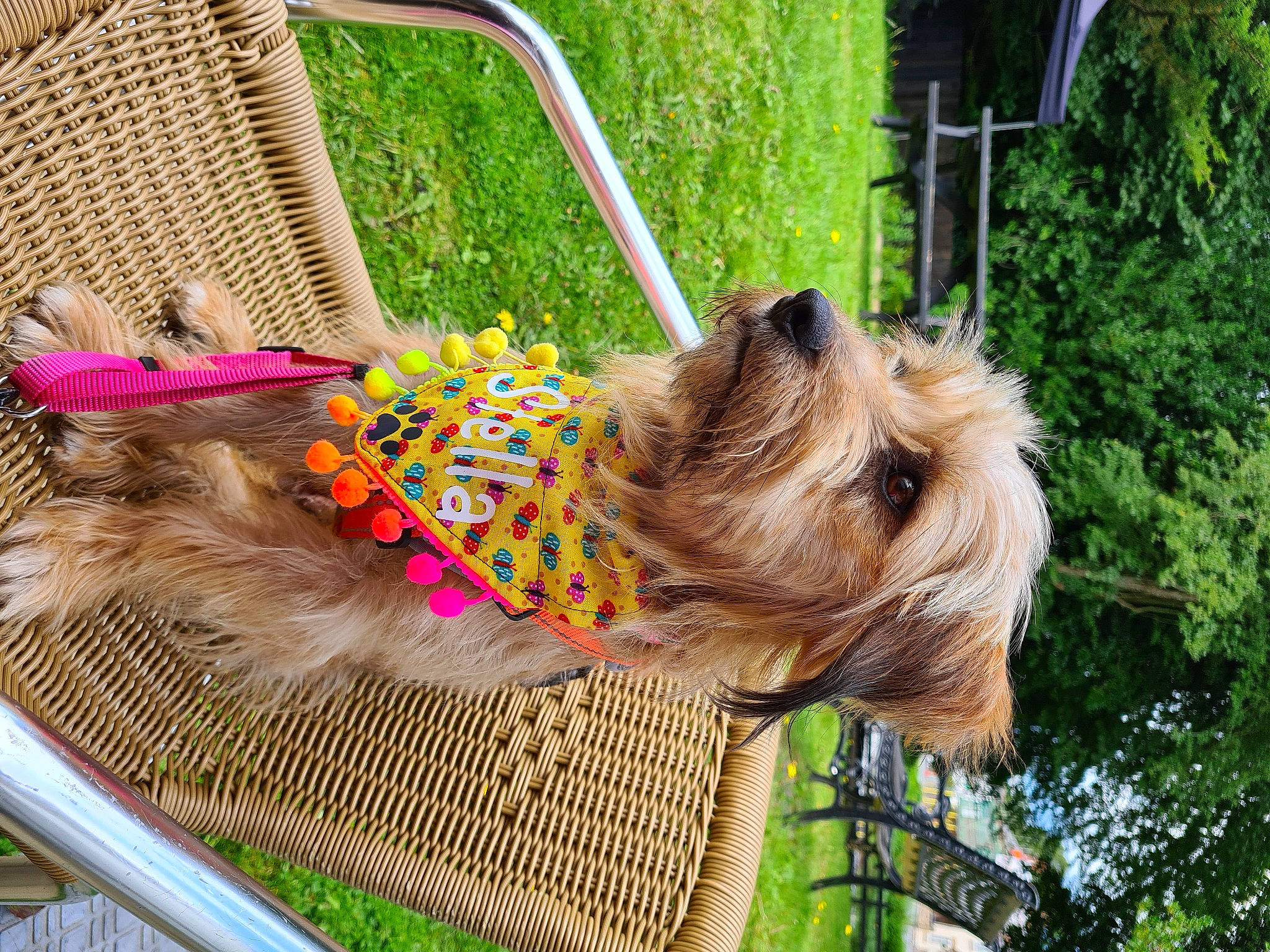 Stella is registered to the contest to win money with this photo: carnivore, collar, companion_dog, dog, dog_breed, dog_clothes, dog_collar, dog_supply, fawn, grass, leash, liver, mammal, pet_supply, plant, small_terrier, sporting_group, terrier, toy_dog, vertebrate