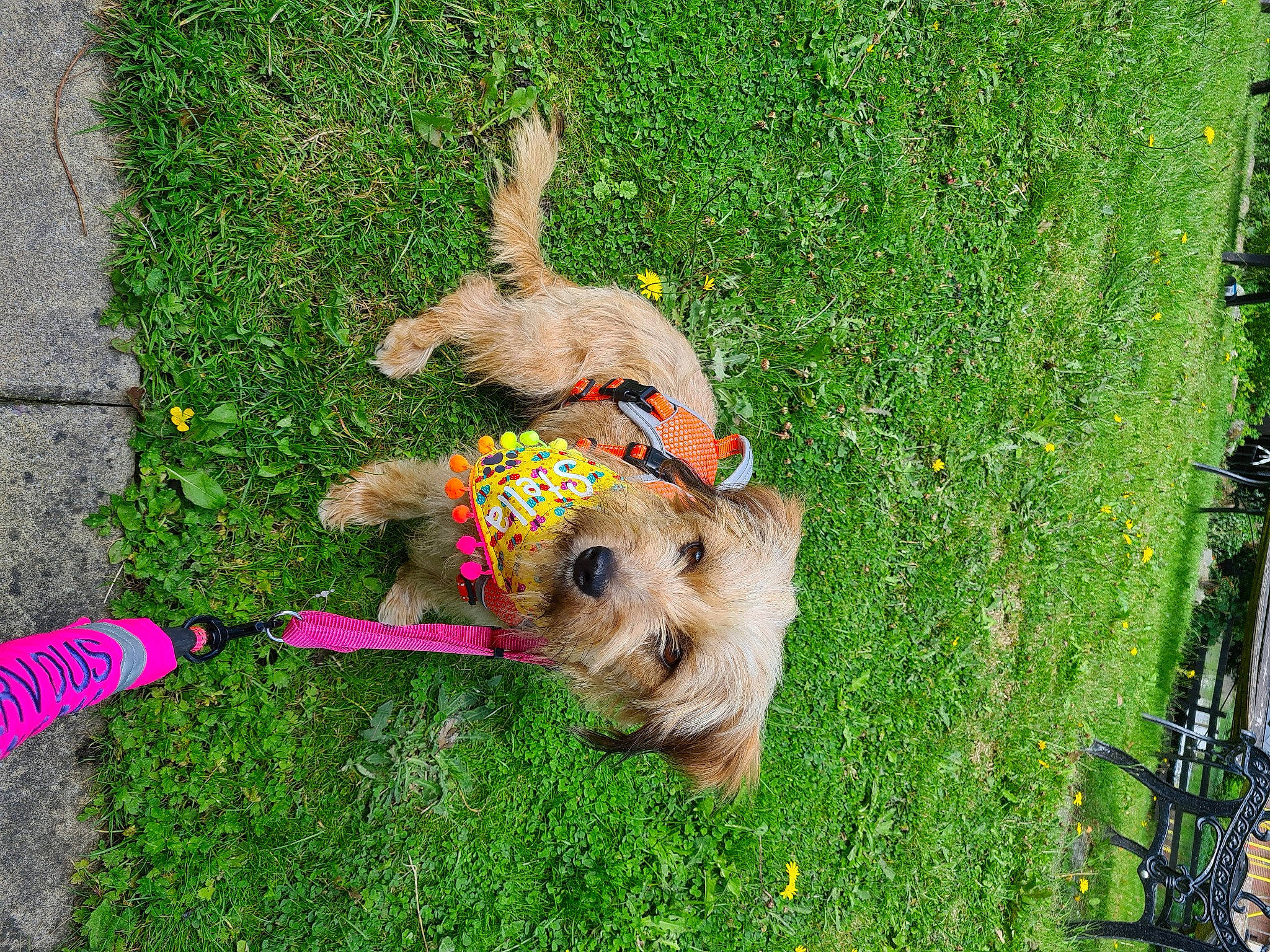 Stella joined the competition — help win amazing prizes! canidae, carnivore, collar, companion_dog, dog, dog_breed, dog_clothes, dog_supply, fawn, garden_hose, grass, grass_family, lawn, mammal, plant, sporting_group, tail, terrier, vertebrate, welsh_terrier
