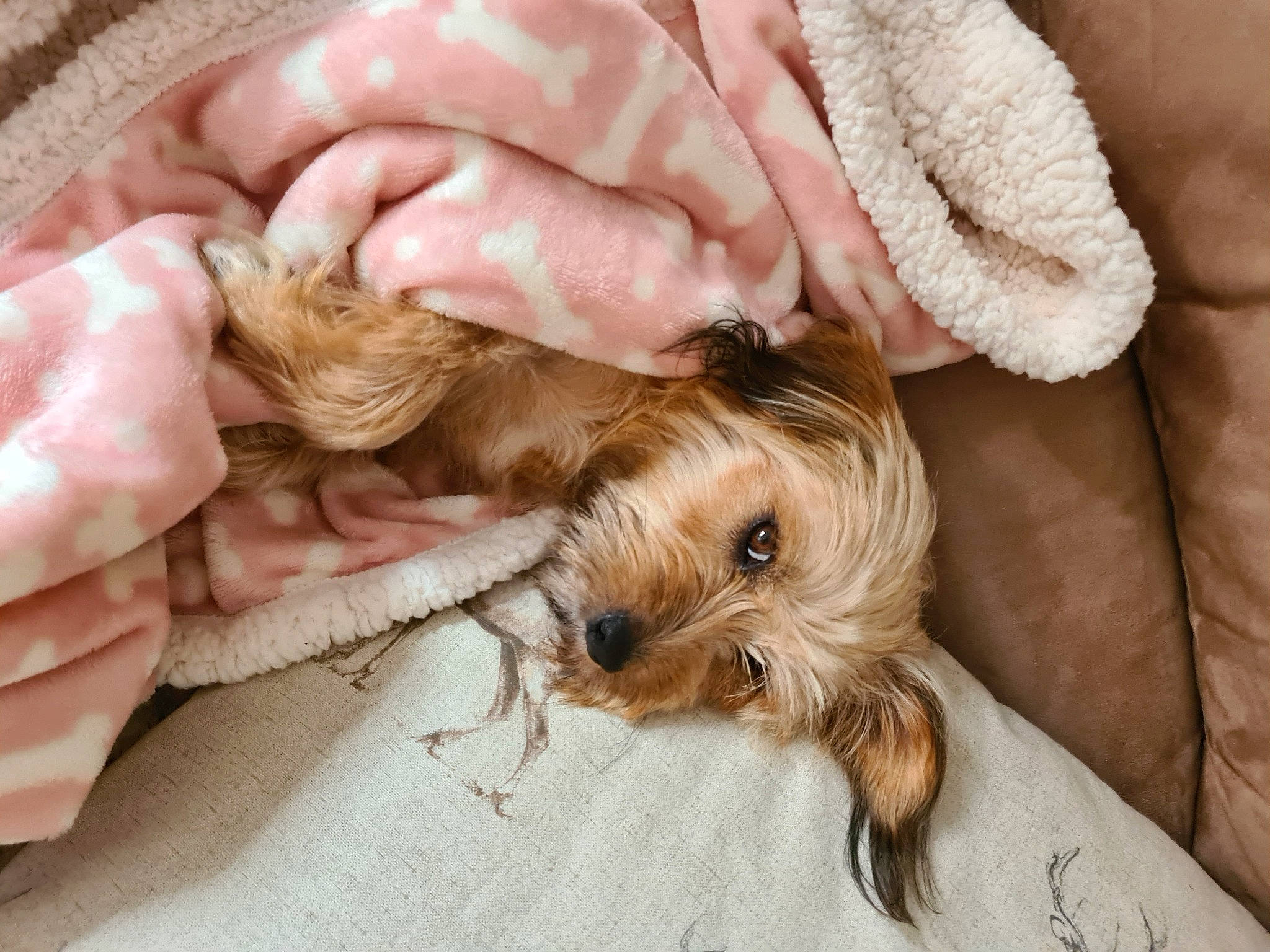 Stella is registered to the contest to win money with this photo: carnivore, comfort, companion_dog, dog, dog_breed, dog_supply, ear, fawn, fur, liver, mammal, paw, small_terrier, snout, sporting_group, terrier, toy_dog, vertebrate, working_animal, yorkipoo