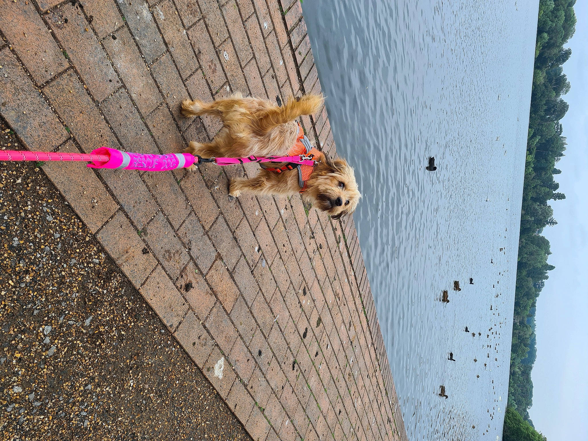 Stella is registered to the contest to win money with this photo: carnivore, collar, companion_dog, dog, dog_breed, dog_collar, fawn, flooring, lake, leash, line, pet_supply, road_surface, sidewalk, sky, snout, sporting_group, tail, water, wood