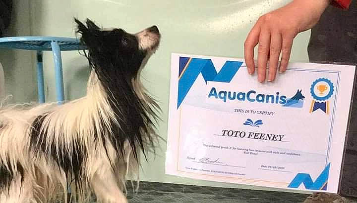 Toto joined the competition — help win amazing prizes! beard, carnivore, cat, companion_dog, dog_breed, electric_blue, event, fashion_accessory, felidae, font, fur, gesture, livestock, long_hair, product, small_to_medium_sized_cats, snout, t_shirt, tail, whiskers