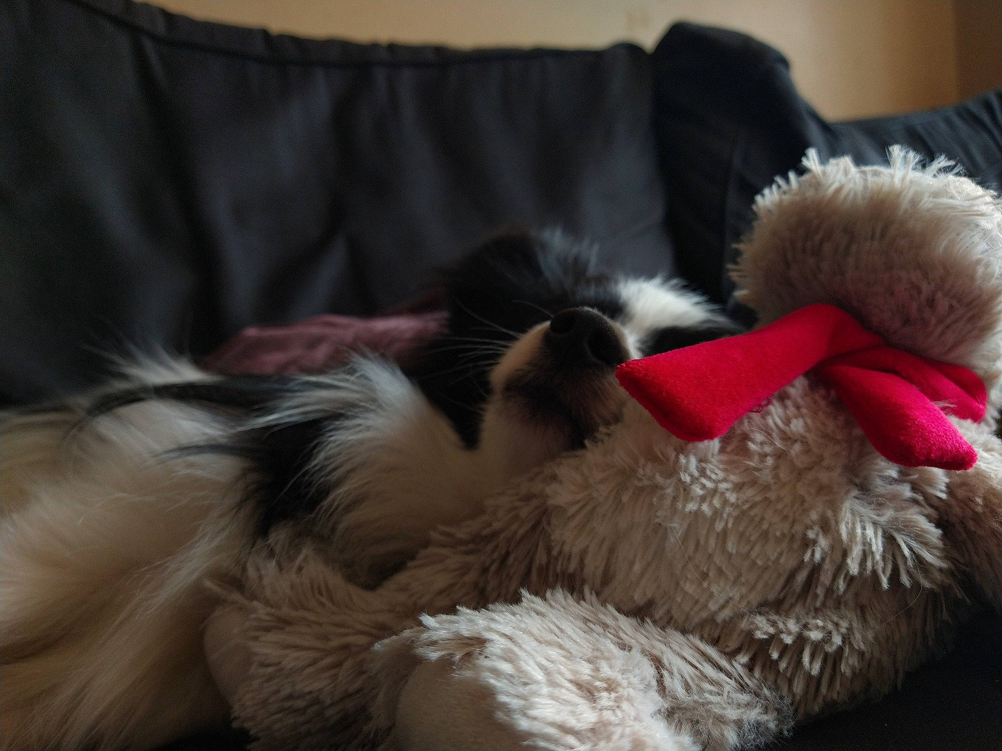 Toto joined the competition — help win amazing prizes! canidae, carnivore, cat, cat_bed, cat_supply, claw, comfort, companion_dog, dog_breed, felidae, fur, nap, natural_material, paw, pet_supply, small_to_medium_sized_cats, snout, sporting_group, tail, whiskers