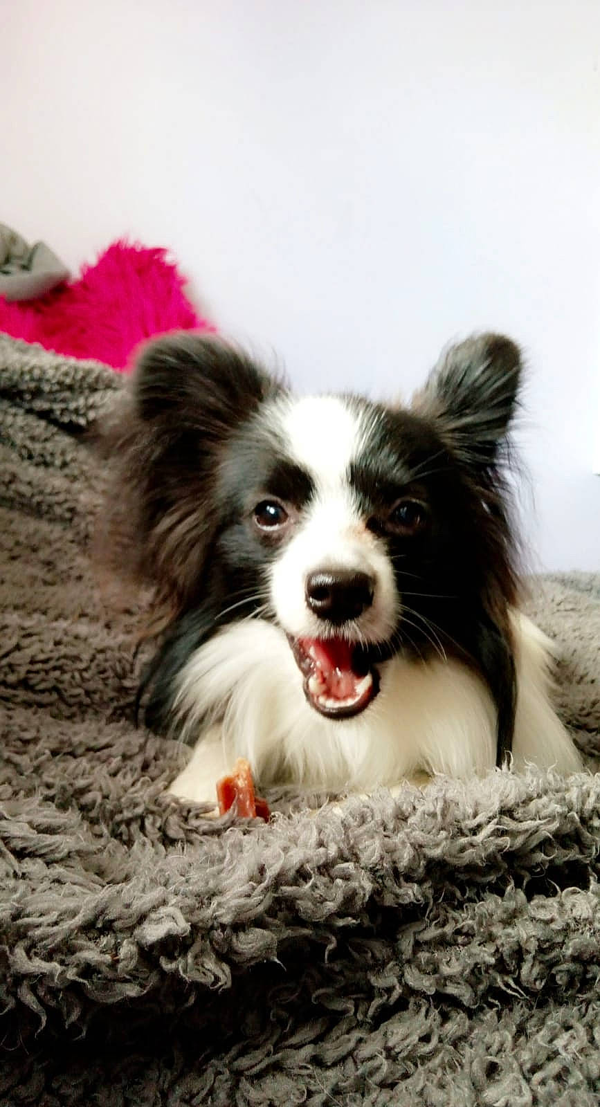 Toto is registered to the contest to win money with this photo: art, australian_collie, australian_shepherd, border_collie, canidae, carnivore, companion_dog, dog, dog_breed, fur, happy, herding_dog, plant, snout, sporting_group, terrestrial_animal, toy_dog, whiskers, working_animal, working_dog