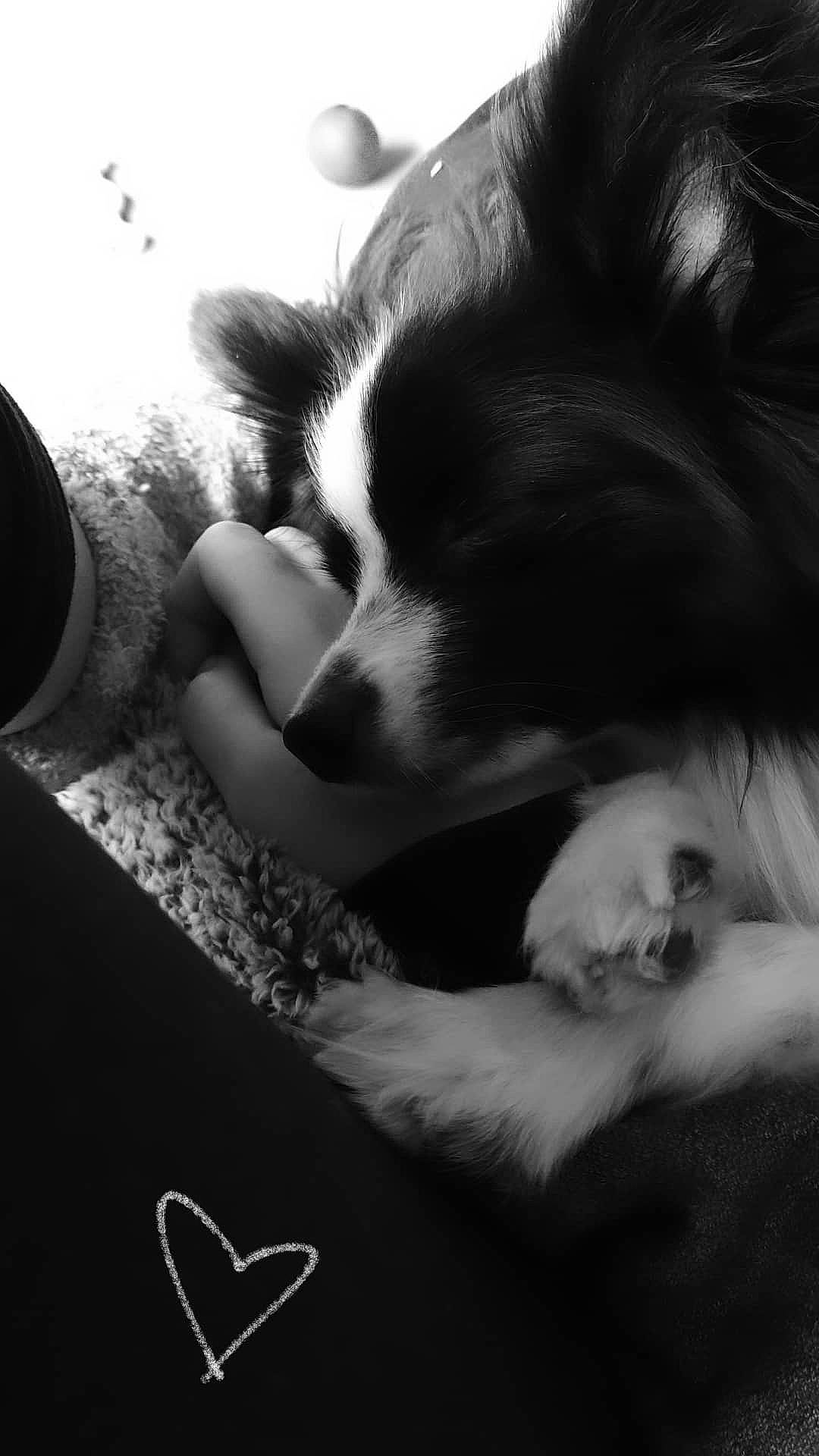 Toto is registered to the contest to win money with this photo: black, black_and_white, border_collie, carnivore, comfort, companion_dog, dog, dog_breed, ear, felidae, fur, gesture, human_leg, monochrome, monochrome_photography, paw, small_to_medium_sized_cats, style, whiskers, white