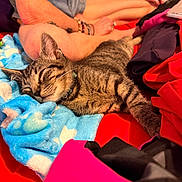 Dennis The Menace joined the competition — help win amazing prizes! cat, tabby_cat, sleeping, pet, animal, feline, blanket, blue_blanket, clothing, laundry, human, legs, indoor, home, cozy, relaxed, whiskers, striped_fur, collar, portrait