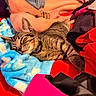 cat, tabby_cat, sleeping, pet, animal, feline, blanket, blue_blanket, clothing, laundry, human, legs, indoor, home, cozy, relaxed, whiskers, striped_fur, collar, portrait