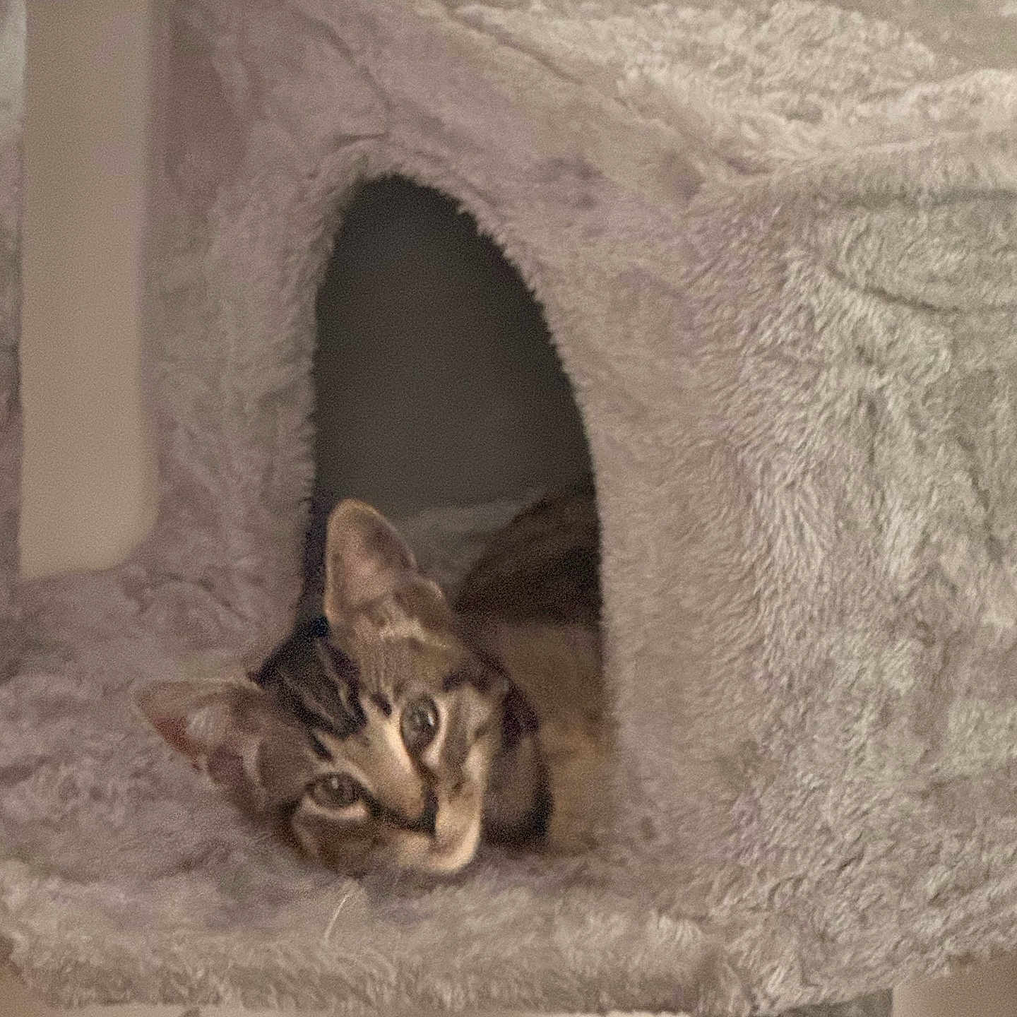 Dennis The Menace is registered to the contest to win money with this photo: cat, tabby_cat, kitten, animal, pet, feline, striped_fur, green_eyes, portrait, close_up, looking_at_camera, fuzzy, plush, cat_bed, cat_cave, cozy, indoor, soft_texture, warm_lighting, cute