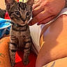 kitten, cat, tabby, pet, animal, portrait, sitting, indoors, human, arms, tattoo, collar, whiskers, ears, eyes, fur, cute, companion, warm_lighting, closeup