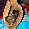 Dennis The Menace is registered to the contest to win money with this photo: cat, kitten, tabby, animal, pet, paper_bag, cardboard, indoors, bed, blanket, blue_blanket, striped_fur, whiskers, green_eyes, sitting, curled_up, cute, portrait, home, playful